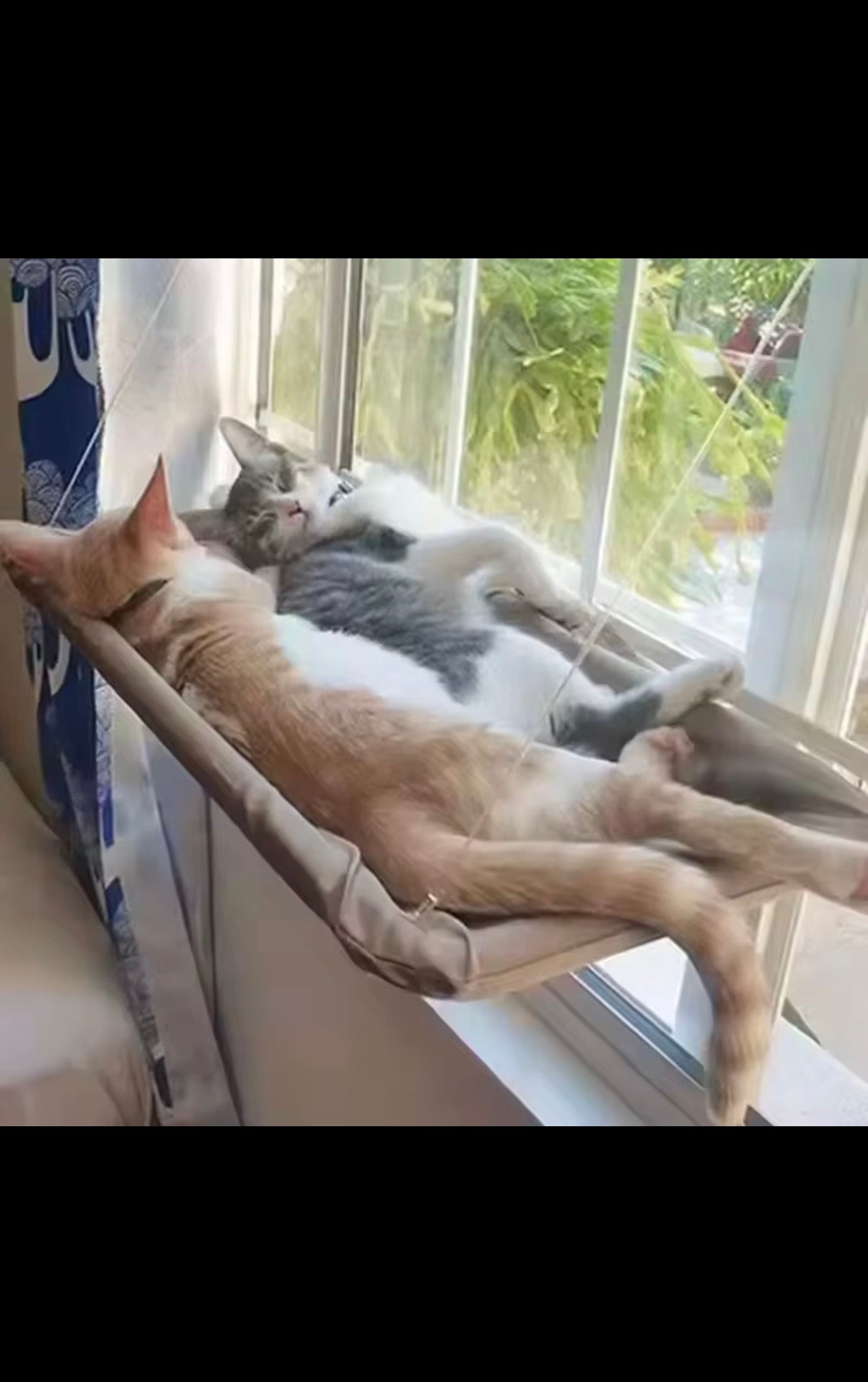 Luxury Cat Window Hammock – Strong Suction Window Bed